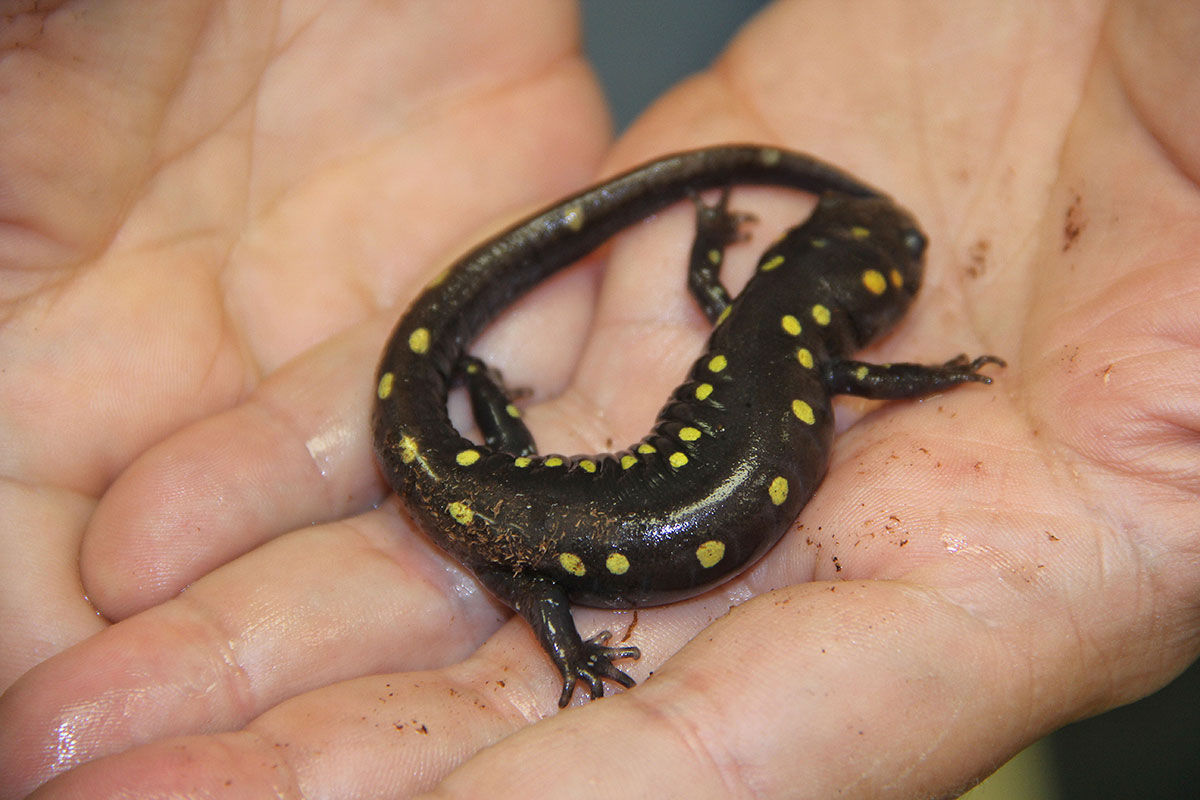 Collector's permit Cline holds a salamander